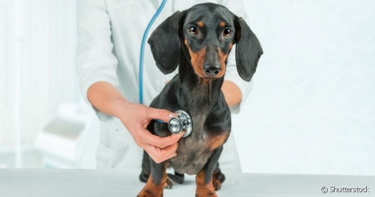 O cachorro com sopro no coração ou outros problemas cardíacos precisa de acompanhamento veterinário frequente