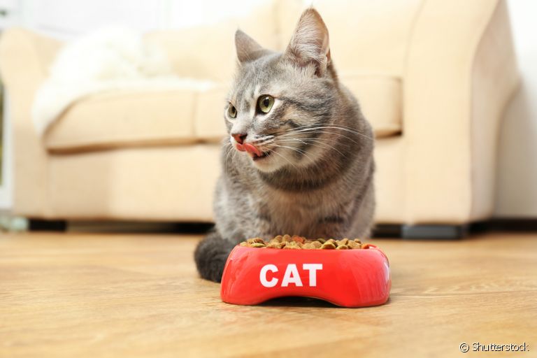 A ração renal para gatos é balanceada e ajustada para evitar a sobrecarga dos rins