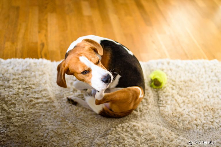  Acabar com pulgas de cachorro exige também um cuidado com o ambiente