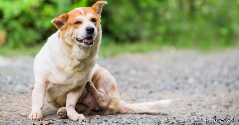 A sarna em cachorro causa muita coceira, vermelhidão e queda de pelos