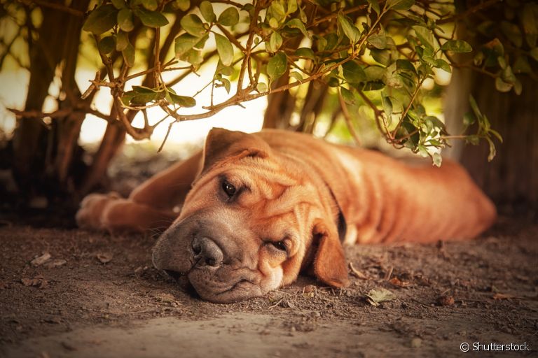 O Shar Pei é um cachorro de origem chinesa que já quase foi extinto. Saiba mais!
