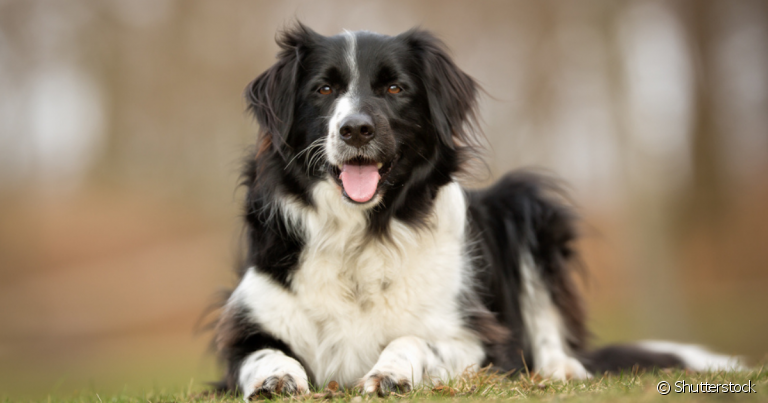 O cachorro de cada signo tem características comportamentais de acordo com seu mapa astral