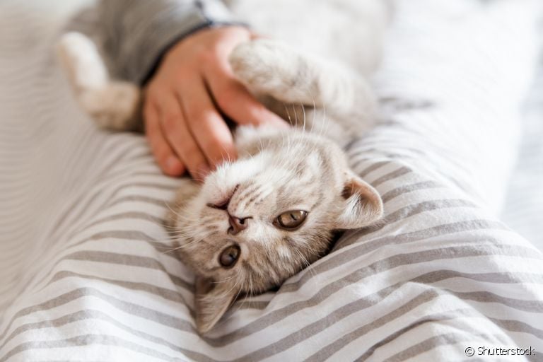 O signo de gato segue uma lógica muito semelhante ao signo dos humanos