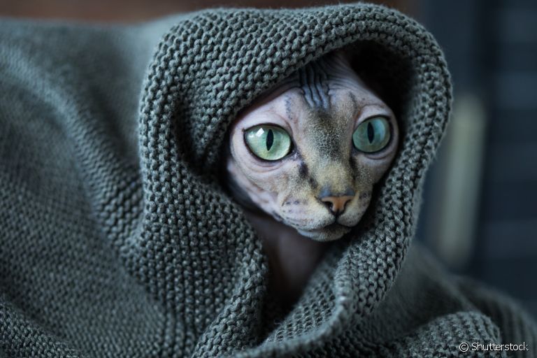 O Sphynx, famoso gato sem pelo, sente bastante frio e deve ser aquecido no inverno