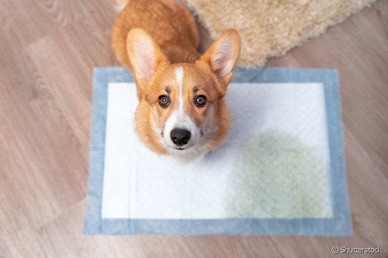 O tapete higiênico para cachorro é perfeito para cuidar das necessidades dos pets, mas será que é sustentável?