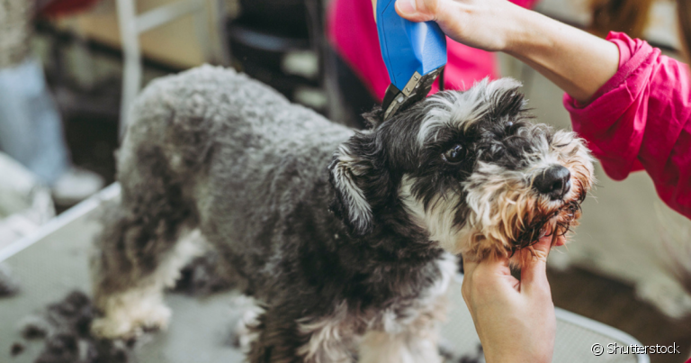 A tosa Schnauzer é uma das preferidas entre tutores porque mantém a aparência única da raça de maniera higiênica