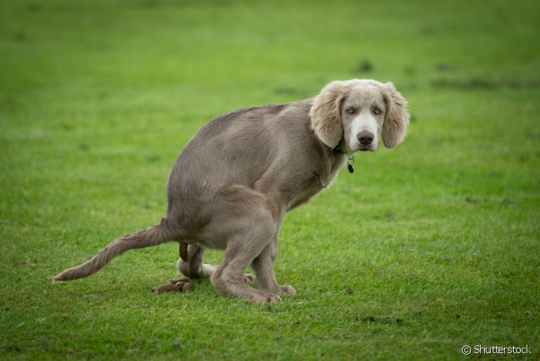 O cocô de cachorro saudável tem a coloração marrom e consistência firme