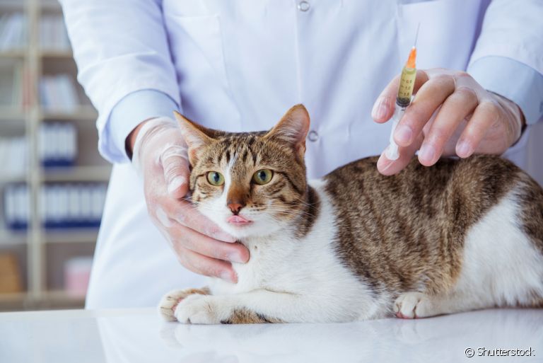 As vacinas para gatos não podem sofrer nenhum tipo de atraso, ou isso vai comprometer a saúde do pet