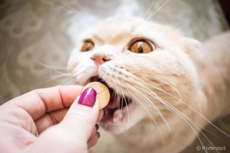 O vermífugo para gatos é super necessário e deve ser reforçado por toda a vida do animal