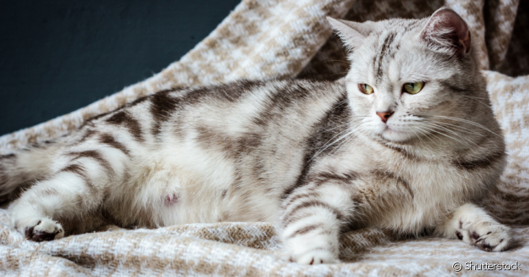 A dieta durante a gestação de gato deve garantir que nenhum nutriente fundamental para mãe e filhote fique em falta