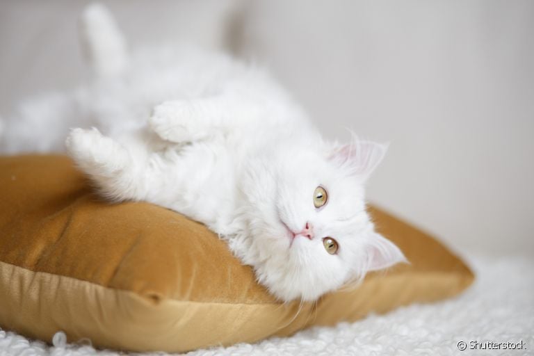 O nome de gato branco pode condizer com a pelagem do animal