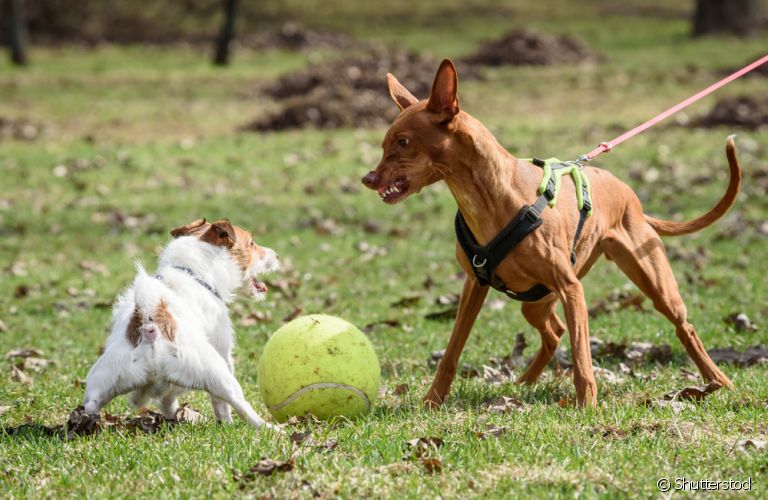  A briga de cães pode ser interrompida com algumas estratégias simples 