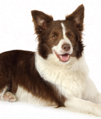 Border Collie: veja infográfico e conheça mais sobre a raça mais inteligente do mundo