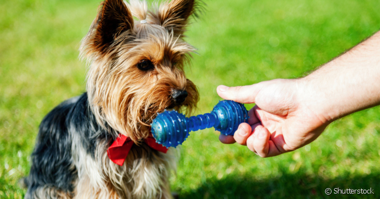 Certos brinquedos para cachorro não despertam a curiosidade do pet e ele pode deixar de brincar por isso