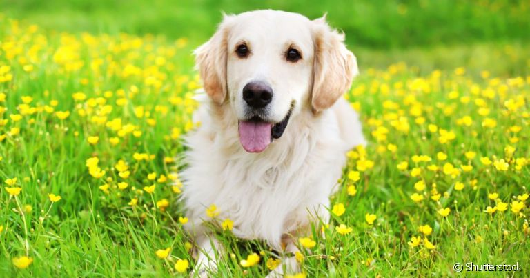 O cachorro com língua de fora é normal após exercícios, mas também pode ser sinal de problemas respiratórios