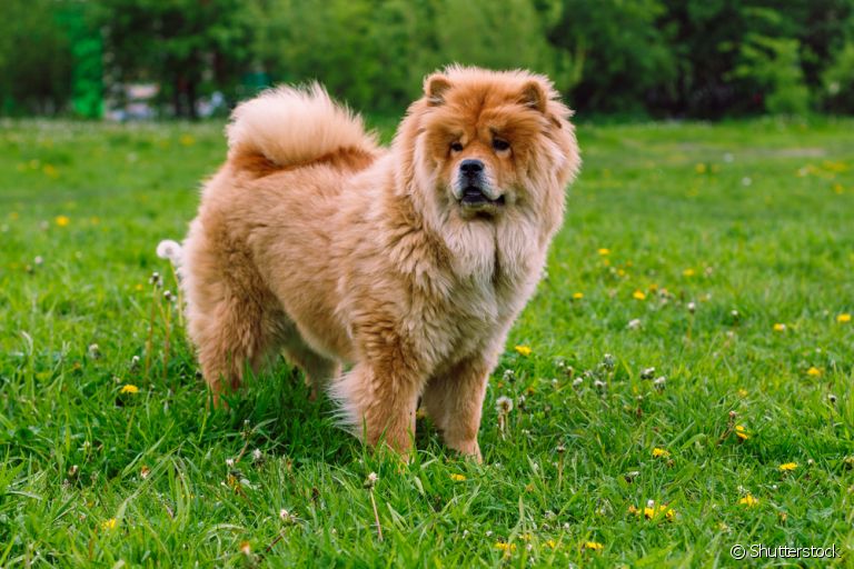O pelo de cachorro duplo, presente em raças como o Chow Chow, ameniza o frio