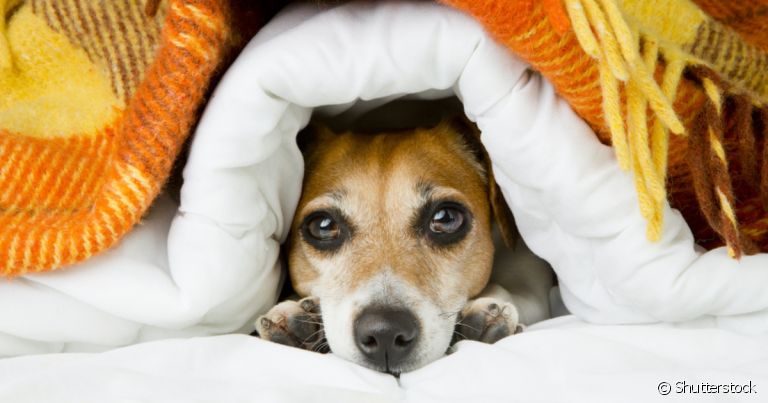 A gripe em cachorro é uma doença comum no inverno que pode deixar o sistema imune do animal debilitado