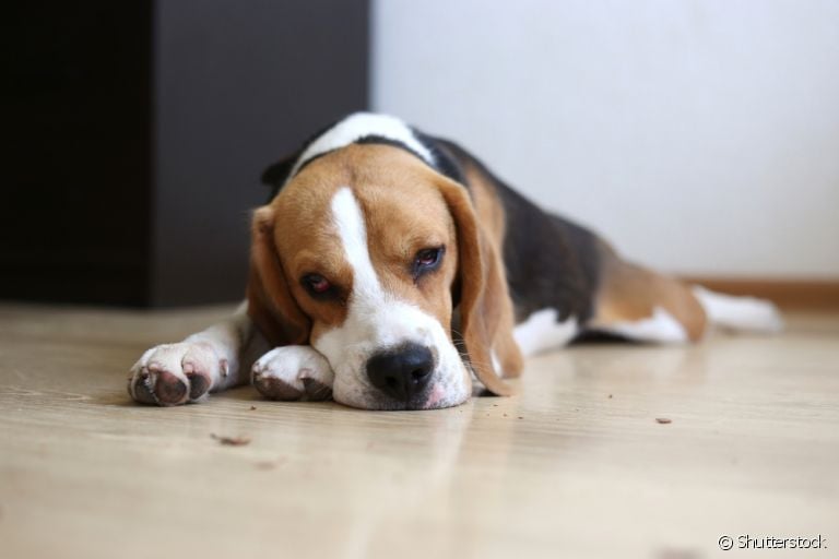 Intoxicação alimentar: cachorro pode passar muito mal se ingerir alimentos proibidos para cães