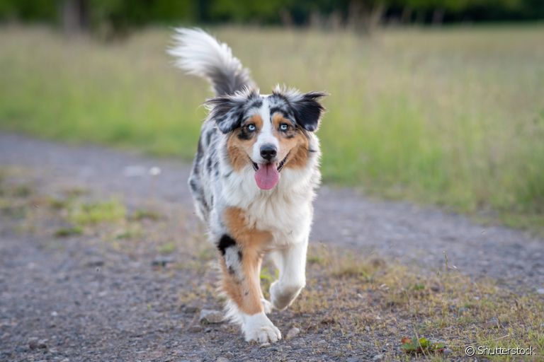 O cachorro merle tem uma pelagem com aspecto marmorizado e manchado