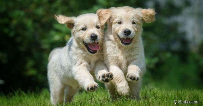 Será que dois cachorros irmãos podem cruzar ou se isso traz perigos à saúde dos filhotes?