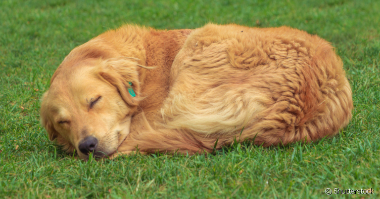 O cachorro pode dormir no quintal desde que tenha cuidados especiais que garantam seu conforto e segurança