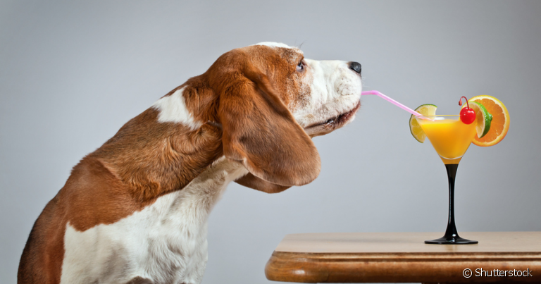 O cachorro pode beber suco se seguir algumas orientações epeciais