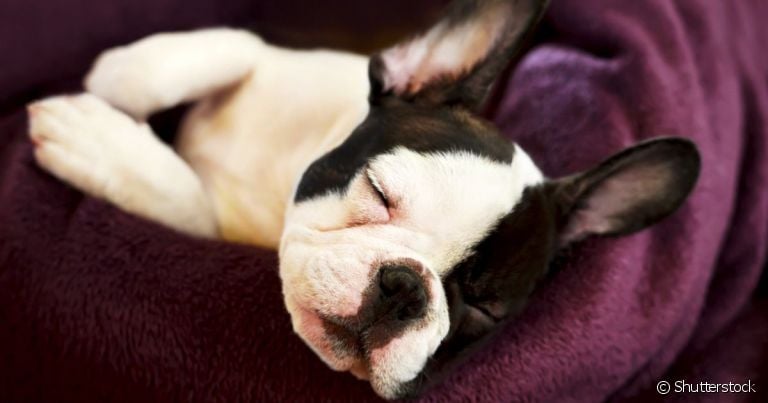 O cachorro roncando pode ter causas variadas, desde problemas de saúde até questões comportamentais