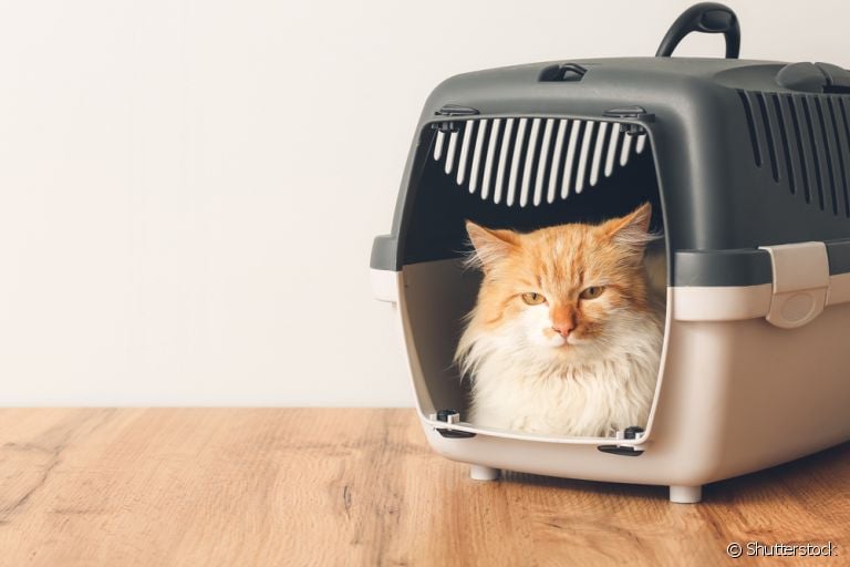A caixa de transporte para gatos com abertura superior costuma ter travas de segurança nas laterais