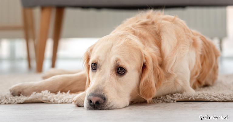 O câncer em cachorro pode atingir diferentes partes do corpo