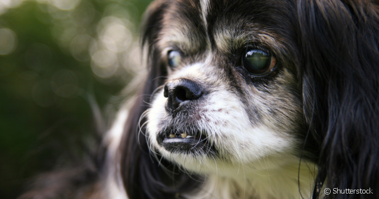 A cegueira em cachorro pode ser causada por diferentes doenças que afetam o olho do animal
