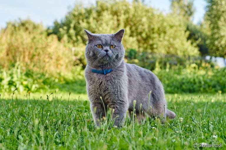  A coleira antipulgas para gatos é muito útil na proteção contra vários parasitas 