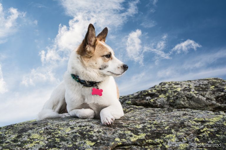 A coleira com identificação é necessária para evitar que o seu cachorro se perca