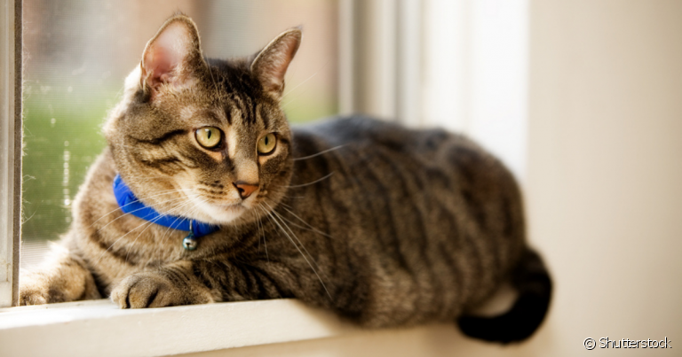 A coleira para gato ajuda a identificar o bichano caso ele acabe fugindo de casa