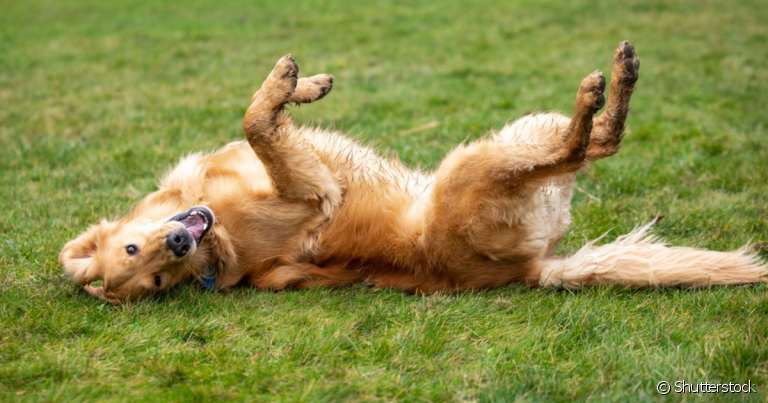  Os truques para ensinar ao cachorro fingir de morto e rolar são divertidos e podem ser feitos seguindo alguns passos