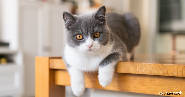  Saber como educar gato que sobe na mesa é importante para evitar sujeiras e acidentes 