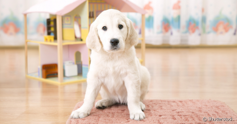 Fazer um quarto para cachorro é uma boa ideia para garantir mais conforto e diversão ao pet dentro de casa
