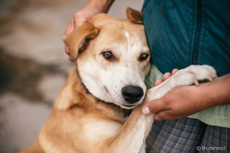  O resgate de animais deve ser feito com cautela 
