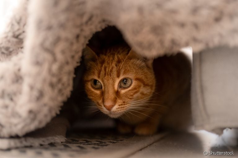 O gato se escondendo é um comportamento que serve para se proteger e fugir de situações estressantes