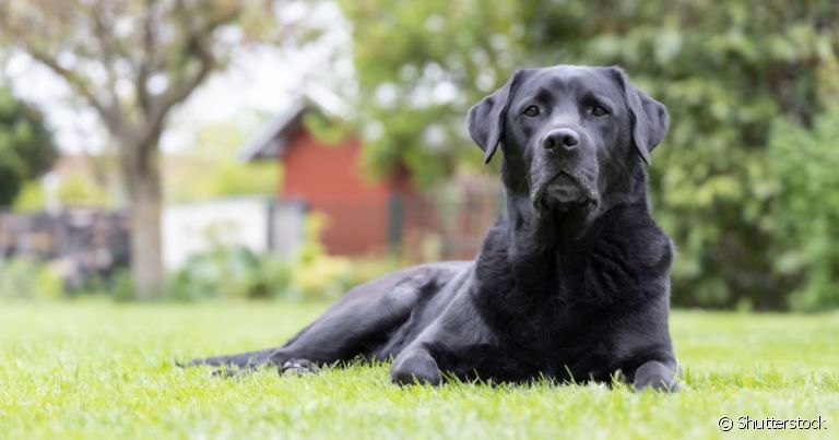 A displasia de quadril em cães é uma doença que prejudica a locomoção do animal