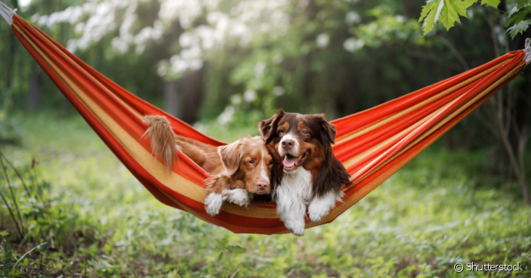 A rede para cachorro é um acessório que promove conforto e segurança para o pet descansar