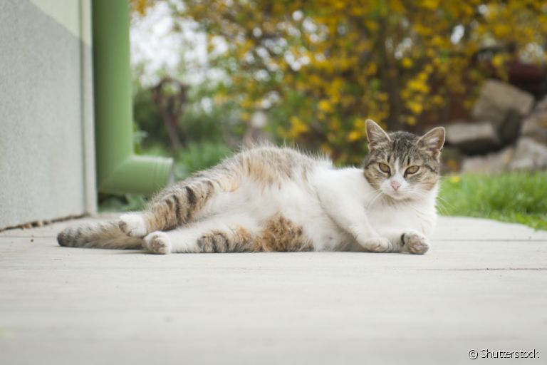 A gestação de gato deve ser diagnosticada por um médico veterinário, e não apenas por testes