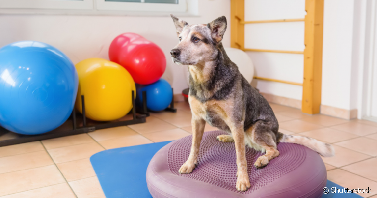 A fisioterapia para cachorro devolve a autonomia e promove maior qualidade de vida ao pet