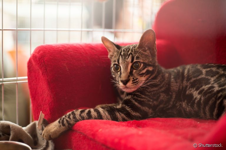 O Ashera é o gato mais caro do mundo porque ele não existe na natureza e é criado em laboratório