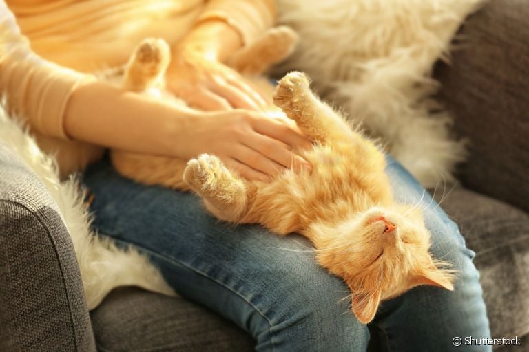 O gato com barriga pra cima pode aceitar carinho, mas nem sempre isso é bem-vindo