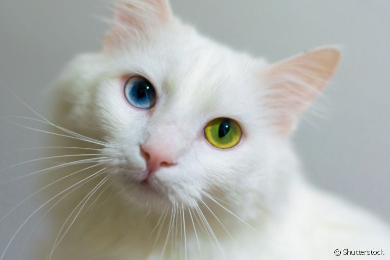 O gato com heterocromia pode nascer com a condição ou desenvolvê-la ao longo da vida