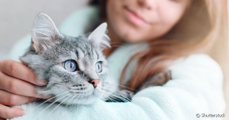 Existe um gato de cada signo baseado na sua personalidade