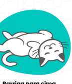 Gato dormindo: infográfico explica o que significa cada posição
