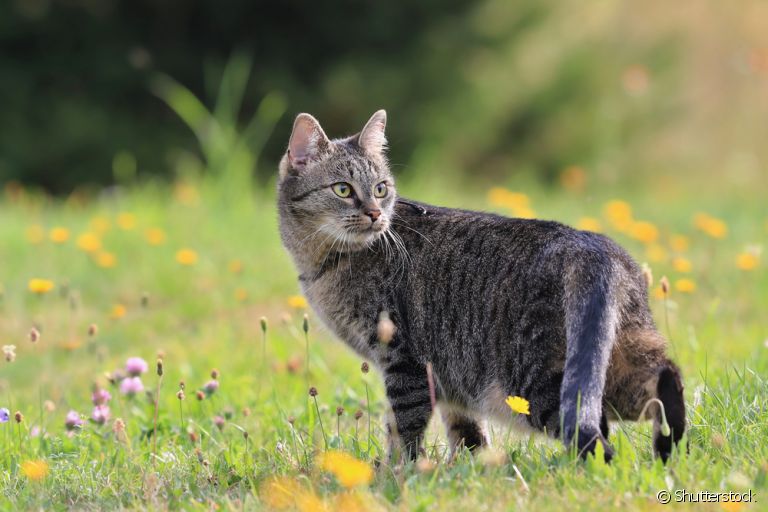 Gato é mamífero? Descubra tudo sobre esse grupo de animais