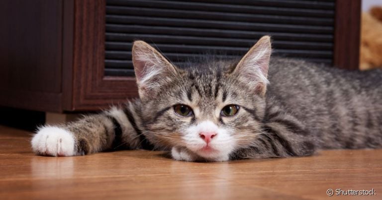 Cinomose em gatos é o nome dado a uma das doenças mais perigosas que o bichano pode ter