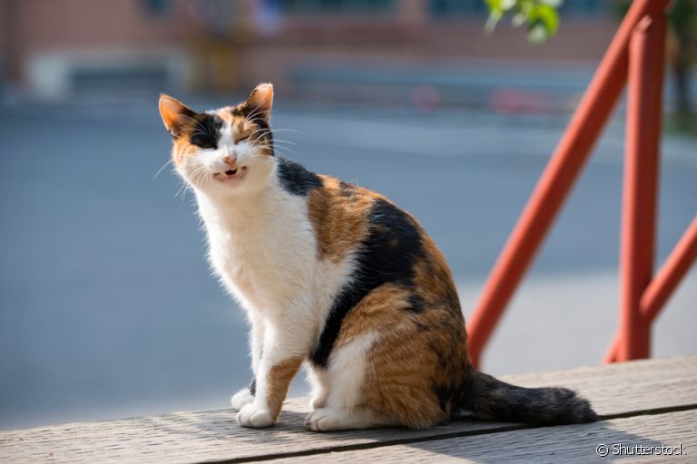Gato tossindo como se fosse vomitar não necessariamente é um alerta para doenças cardíacas